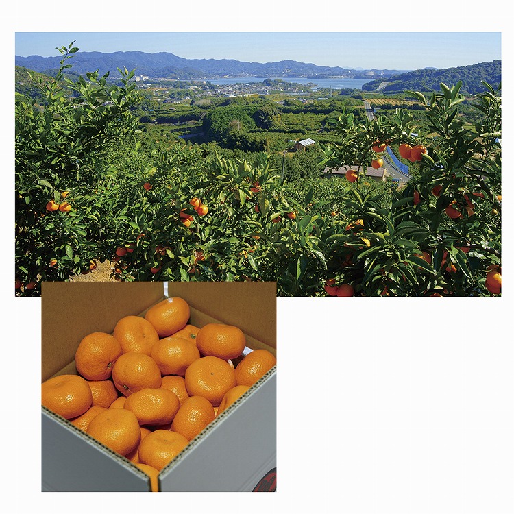 髙平の三ヶ日みかん　熟・早生みかんＭ．Ｌサイズ